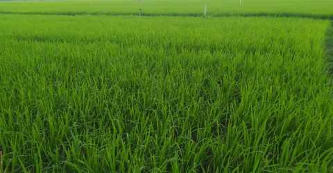 পার্বতীপুরে আমনের বাম্পার ফলনের সম্ভাবনা