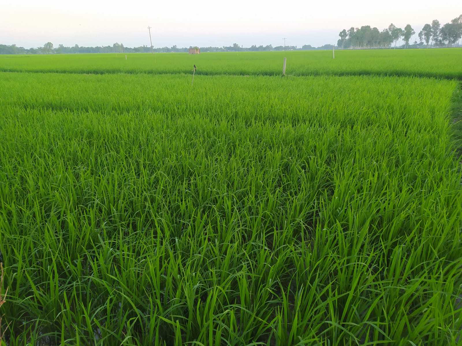 পার্বতীপুরে আমনের বাম্পার ফলনের সম্ভাবনা