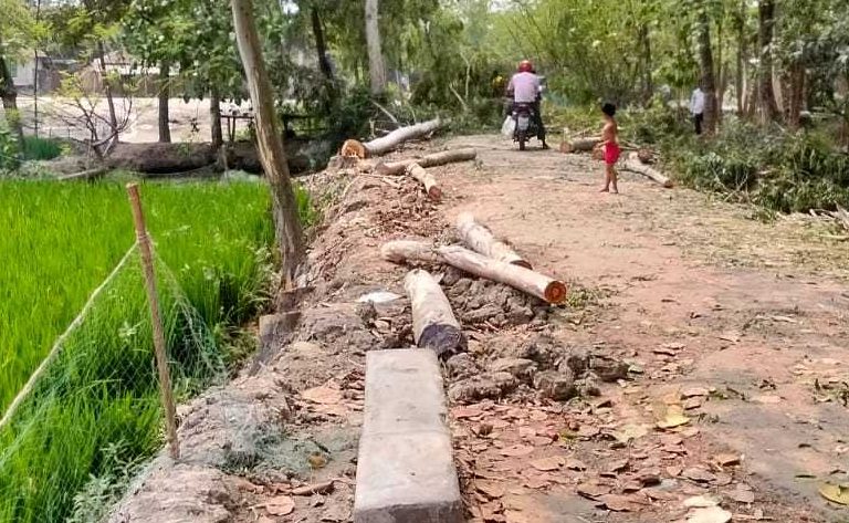 পার্বতীপুরে সরকারি রাস্তার ১৩ গাছ কাটলো জনৈক প্রভাবশালী