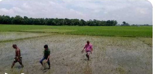 শত্রুতার জেরে ধানের চারা নষ্ট করার অভিযোগ